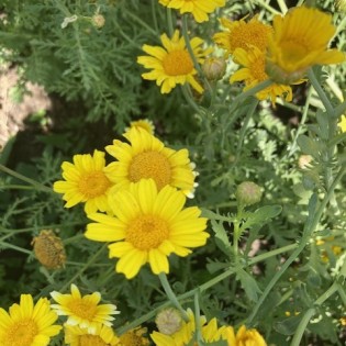 Բազմաֆունկցիոնալ բույսերի ֆունկցիոնալ արժեքի գնահատումը և  դիվերսիֆիկացման խթանումը